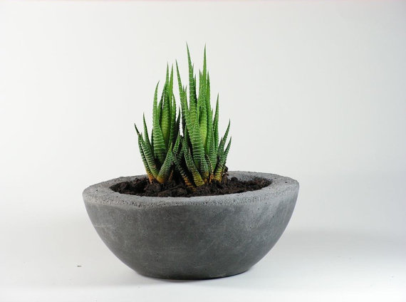 rough concrete bowl succulent planter